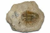 Metascutellum Trilobite - Very Pustulose #362784-1